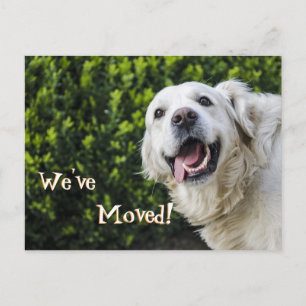 Golden Retriever Welpe wir haben neue Adresse vers Ankündigungspostkarte