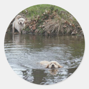 Golden retriever-Welpen-Aufkleber Runder Aufkleber