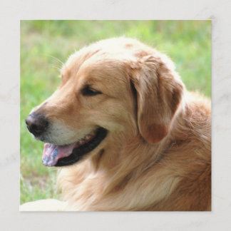 Golden retriever-Welpen-Einladungen Einladung