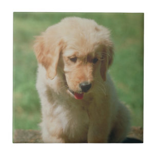 Golden retriever-Welpen-Fliese Fliese
