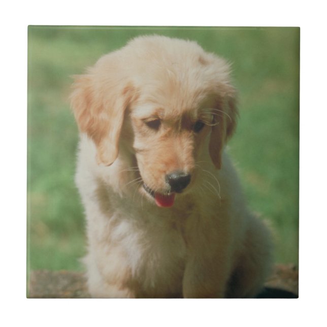 Golden retriever-Welpen-Fliese Fliese (Vorderseite)
