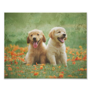 Golden Retriever Welpen Fotodruck