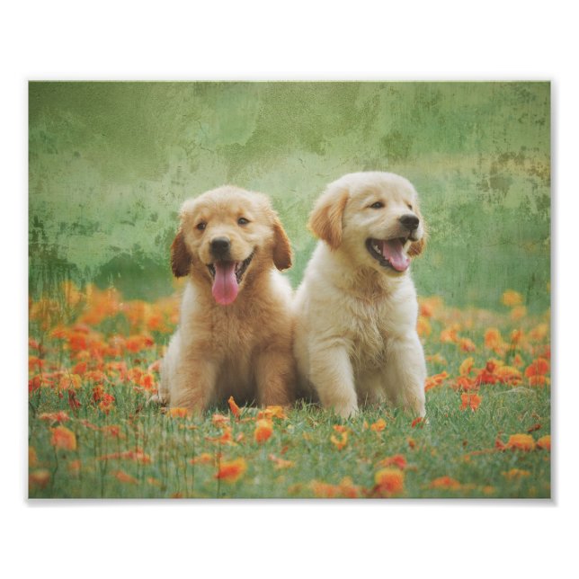 Golden Retriever Welpen Fotodruck (Vorne)