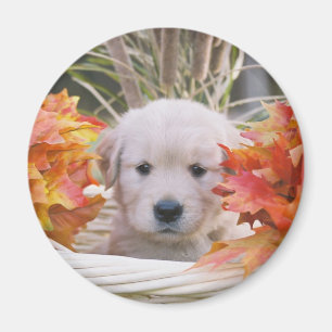Golden retriever-Welpen-Herbst-Szene Magnet
