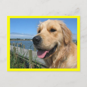 Golden Retriever Welpen-Hund Postkarte