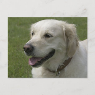 Golden Retriever Welpen-Hund Postkarte
