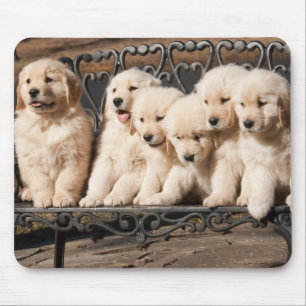 Golden retriever-Welpen Mousepad