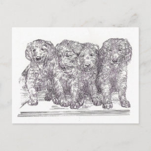 Golden Retriever Welpen Postkarte
