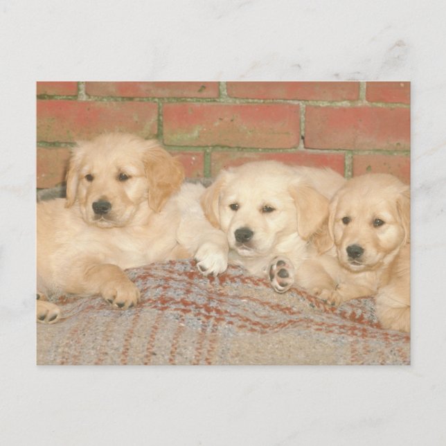 Golden Retriever Welpen Postkarte (Vorderseite)