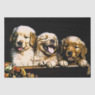 Golden Retriever Welpen Seidenpapier