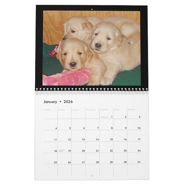 Golden retriever-Welpen-Wandkalender Kalender (Jan 2026)