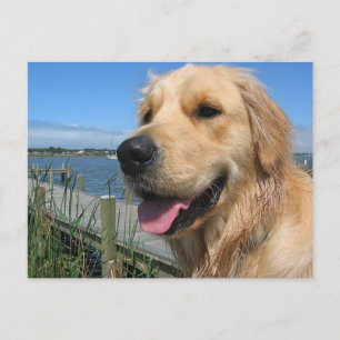 Golden Retriever Welpenhund Postkarte