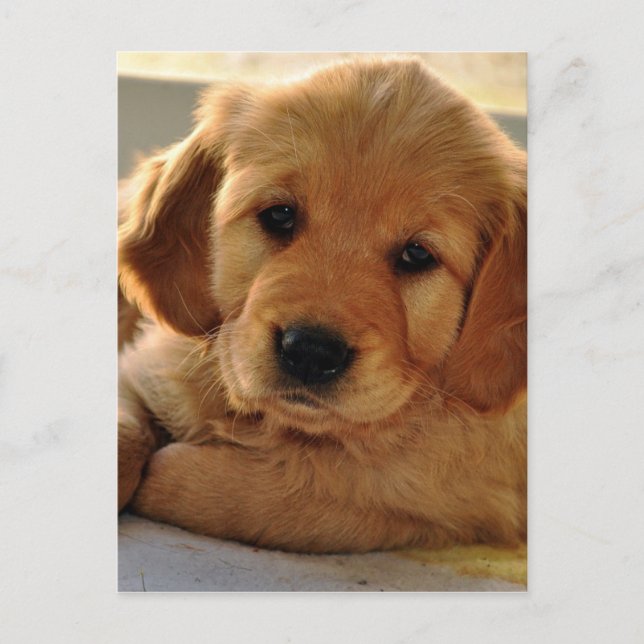 Golden Retriever Welpenhund Postkarte (Vorderseite)