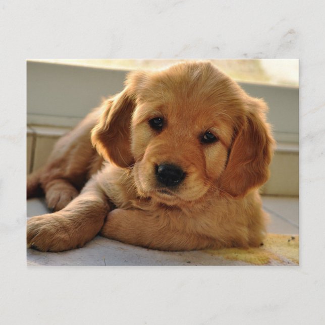 Golden Retriever Welpenhund Postkarte (Vorderseite)