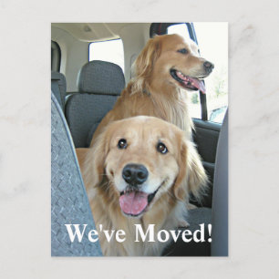 Golden Retriever Wir haben den Adresswechsel versc Ankündigungspostkarte