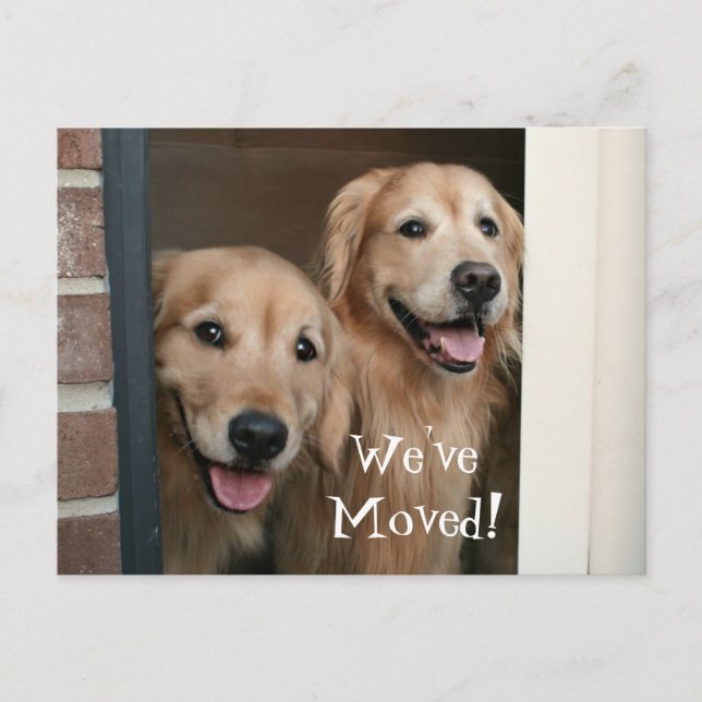 Golden Retriever Wir haben eine neue Adresse versc Ankündigungspostkarte (Vorderseite)