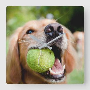 Golden Retriever With Tennis Ball Quadratische Wanduhr