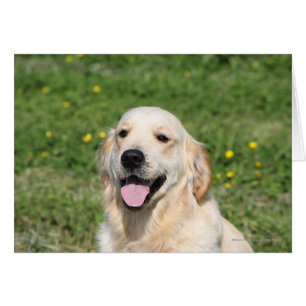 Golden retrieverHeadshot 1