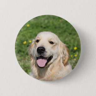 Golden retrieverHeadshot 1 Button