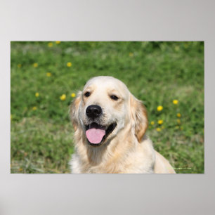 Golden retrieverHeadshot 1 Poster