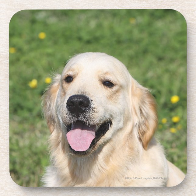 Golden retrieverHeadshot 1 Untersetzer (Vorderseite)