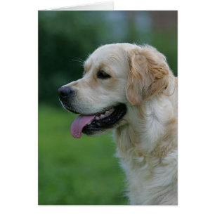 Golden retrieverHeadshot 2 2