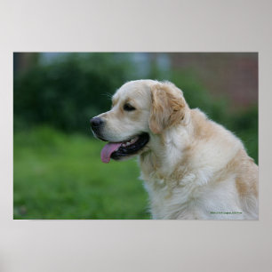 Golden retrieverHeadshot 2 2 Poster