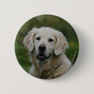 Golden retrieverHeadshot 2 Button