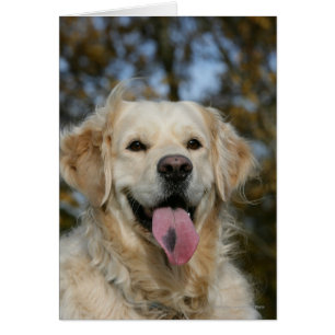 Golden retrieverHeadshot 3
