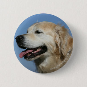 Golden retrieverHeadshot 4 Button