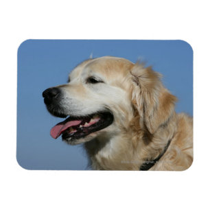 Golden retrieverHeadshot 4 Magnet