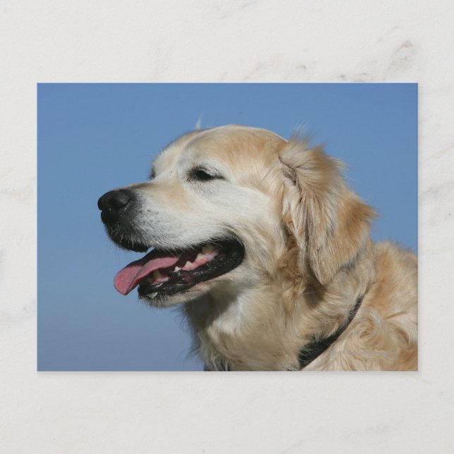 Golden retrieverHeadshot 4 Postkarte (Vorderseite)