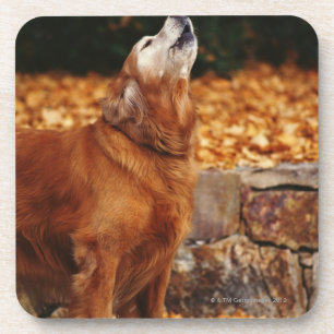 Golden retrieverhund, der auf Weg heult Getränkeuntersetzer