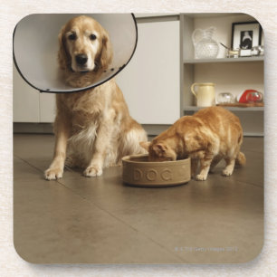 Golden retrieverhund mit medizinischem getränkeuntersetzer