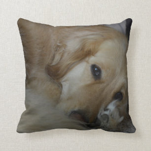 Golden retrieverkissen kissen