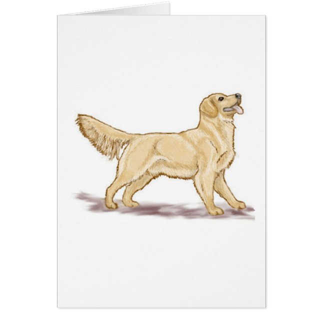 Golden Retrievers (Vorne)