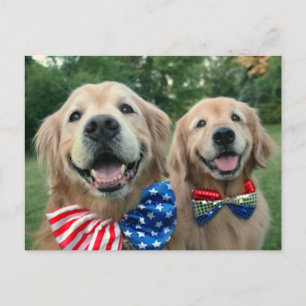 Golden Retrievers in Independence Day Bow-Krawatte Postkarte