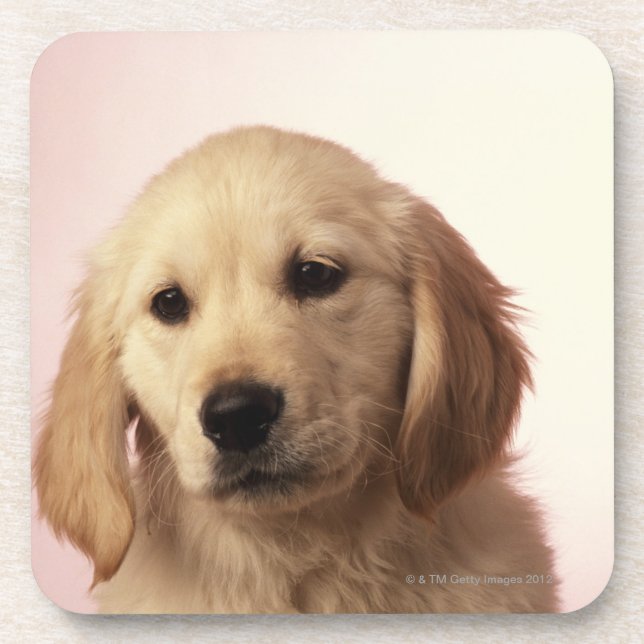 Golden retrieverwelpe untersetzer (Vorderseite)