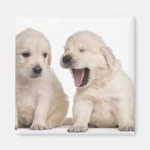Golden retrieverwelpen (4 Wochen alt) Magnet