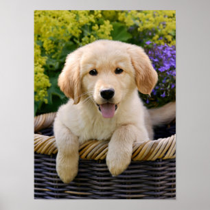 Golden Retriver, ein Niedliches Welpen-Hund-Foto - Poster