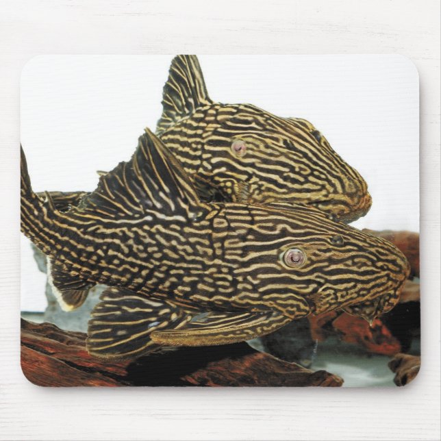Golden Royal Plecoのマウスパッド Mousepad (Vorne)