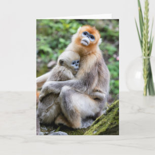 Golden Snub Nosed Monkey mit Baby Karte