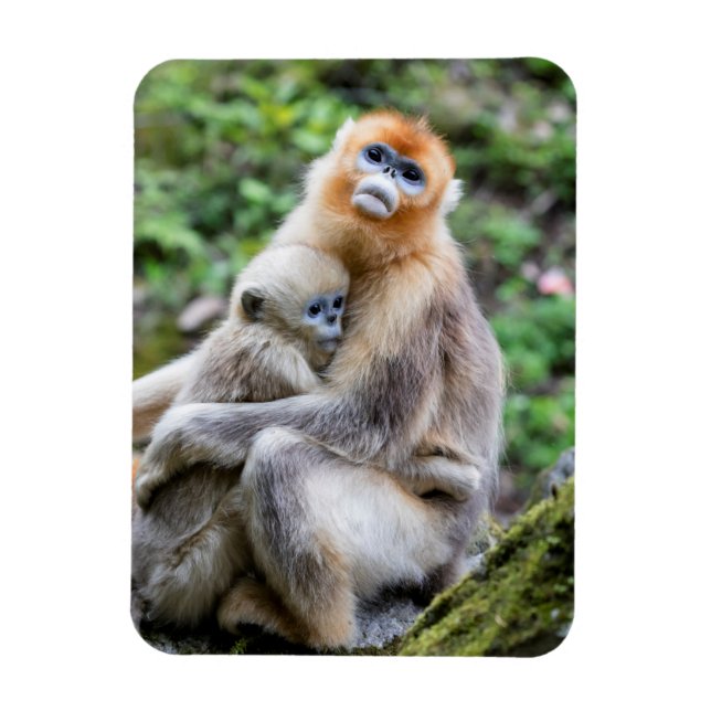 Golden Snub Nosed Monkey mit Baby Magnet (Vertikal)