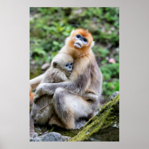 Golden Snub Nosed Monkey mit Baby Poster