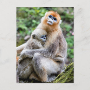 Golden Snub Nosed Monkey mit Baby Postkarte