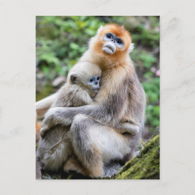 Golden Snub Nosed Monkey mit Baby Postkarte (Vorderseite)