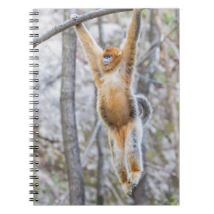 Golden Snub-nosed Monkey Swinging on Branch Notizblock