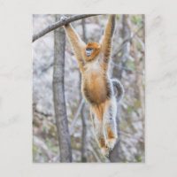 Golden Snub-nosed Monkey Swinging on Branch