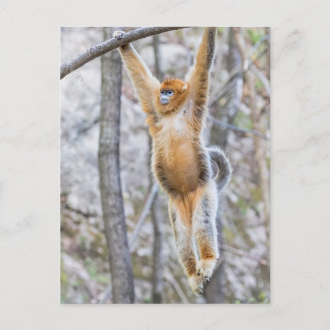 Golden Snub-nosed Monkey Swinging on Branch Postkarte (Vorderseite)