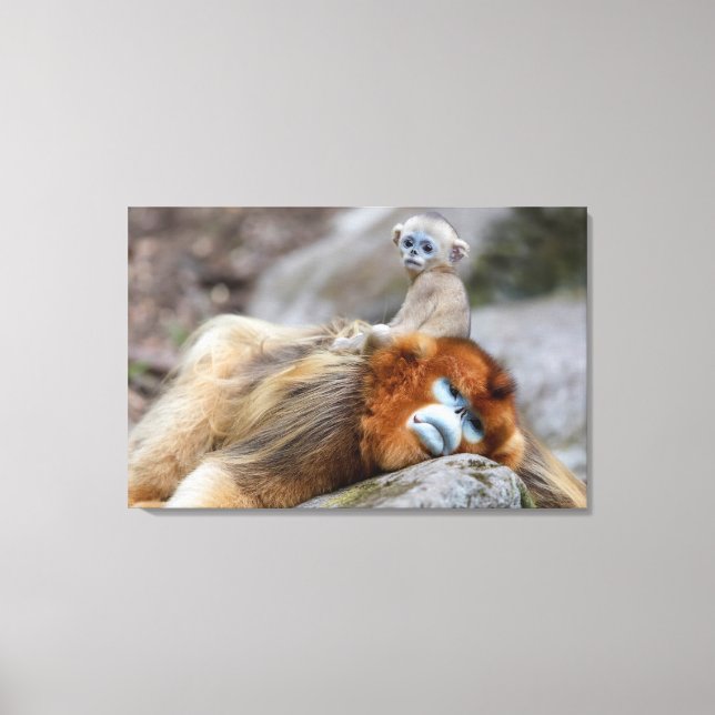 Golden Snub-nosed Monkey Vater mit Baby Leinwanddruck (Vorderseite)